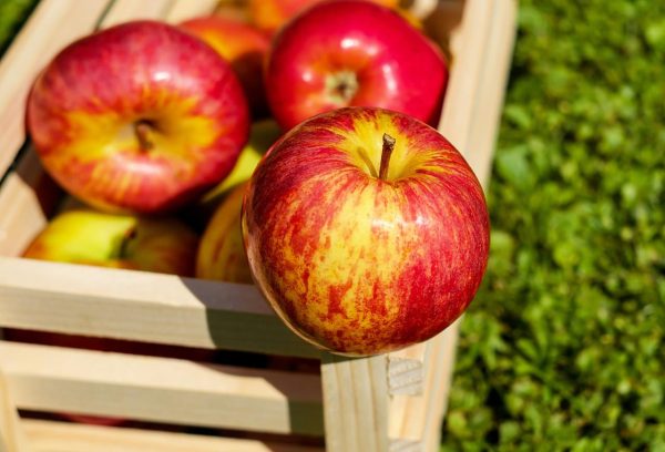 سیب شاخص - ترکیب شگفت انگیز سیب و ترنج و خیار