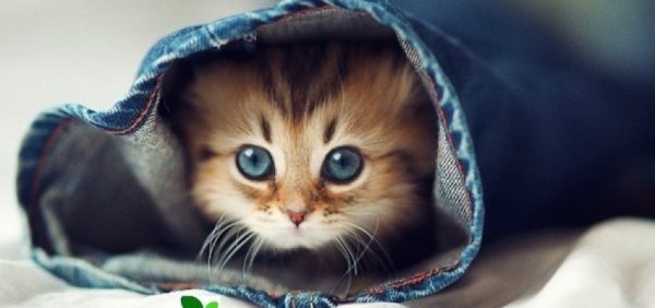 ملوس - بیماری های گربه؛ ۶ بیماری رایج گربه ها، علائم و درمان آن‌ها