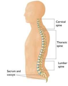thoracic spine pain 2 238x300 - رفع و درمان درد بخش میانی و بالای کمر