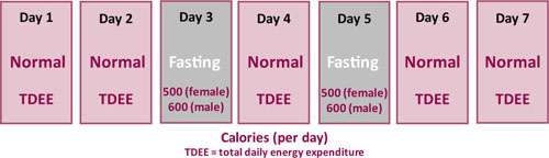 calories per day - رژیم غذایی 5 به 2 برای کاهش وزن سریع و آسان