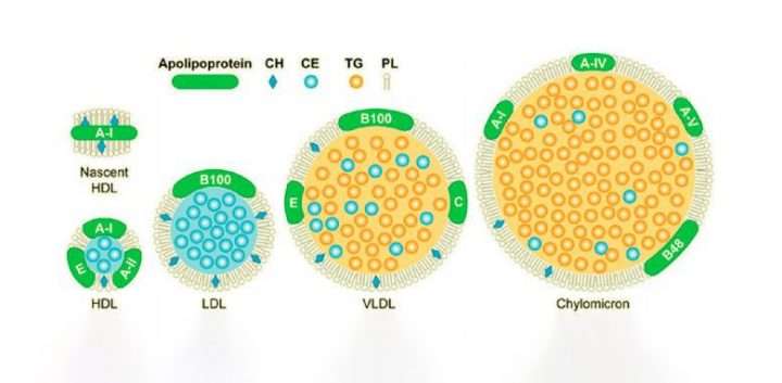 ldlVvldl 780x382 1 720x353 - تعریف VLDL ، LDL و تفاوت آنها در چیست؟