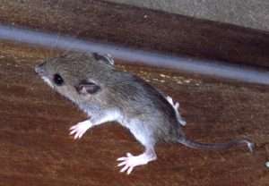 how we may get hantavirus