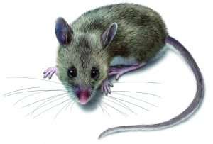 چگونه به هانتاویروس مبتلا می شویم؟ deer mouse illustration 2388x1617 300x203 - چگونه به هانتاویروس مبتلا می شویم؟