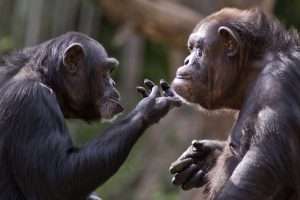 chimpanzees communicating 300x200 - 33 دانستنی شگفت انگیز که شما در مورد بدن خود نمی دانید