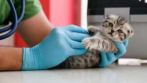 a vet checking a kitten for reverse zoonosis 300x169 - a-vet-checking-a-kitten-for-reverse-zoonosis