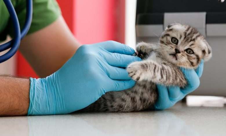 a-vet-checking-a-kitten-for-reverse-zoonosis بیماری آنتروپونوز