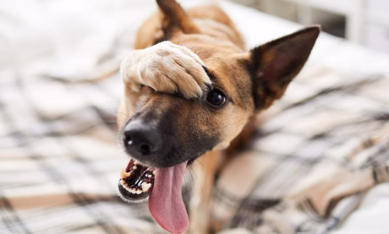 آیا سگها خجالت میکشند؟