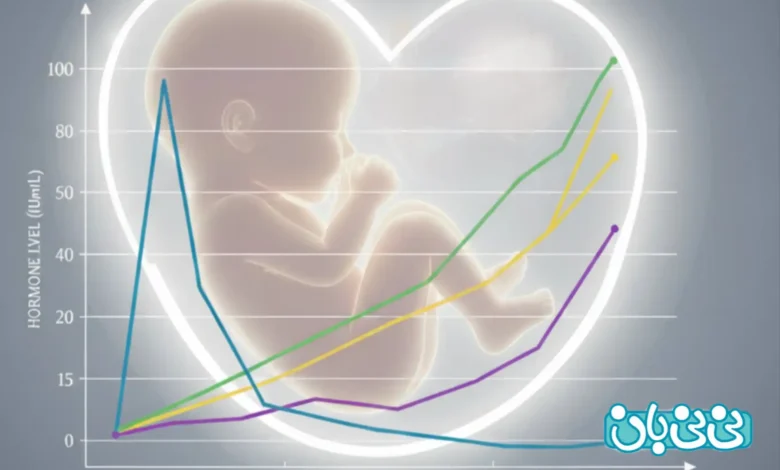 تغییرات هورمونی در هفته اول بارداری